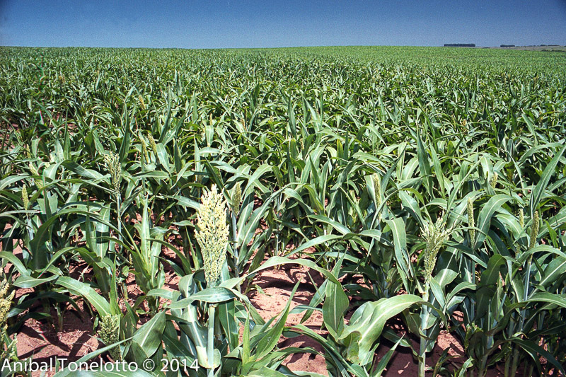 Campo e Produção 35.jpg